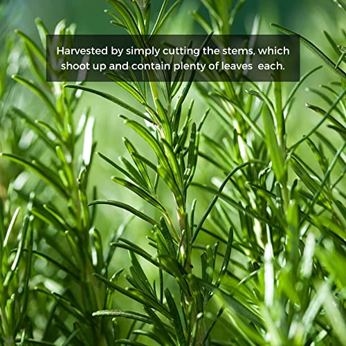 Hqoexpress | Organic Rosemary Leaf | 7 Oz. Chef Jar #TOP6