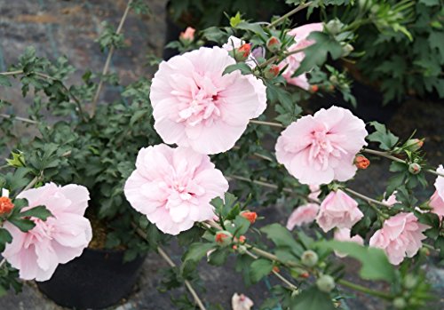 Hibiskus Pflanze Floranza Rosa Blüte Roseneibisch Pink