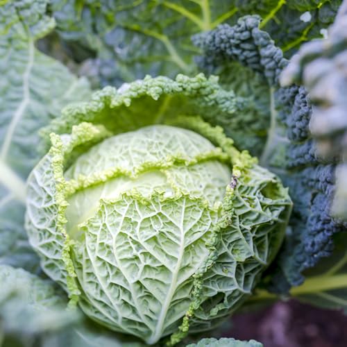 Semillas de coles de Bruselas plantas aromáticas de interior semillas de hortalizas semillas de plantas plantas de oficina Jardín de plantas decorativas verduras de invierno semillas 140pcs