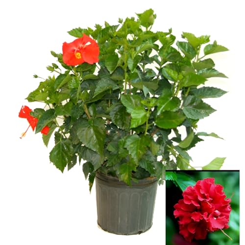 Image of Double Petal Panch Mukhi Red Hibiscus Flower Live Plant | Beautiful Indian Pooja Plant | Healthy Hibiscus Tree for Indoor Outdoor Home Gardening | Natural & Organic | (Without Pot)