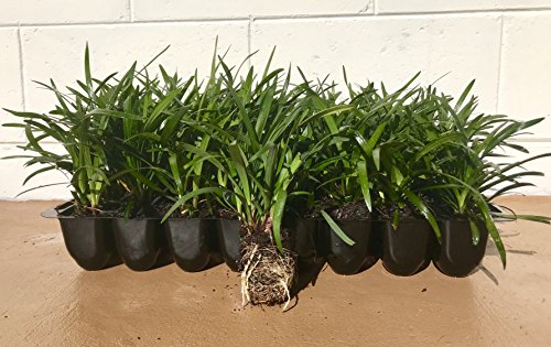 Super Blue Liriope - 10 Live Plants - Drought Tolerant Ground Cover Grass #TOP5