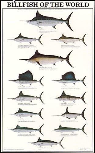 "Billfish of the World" poster