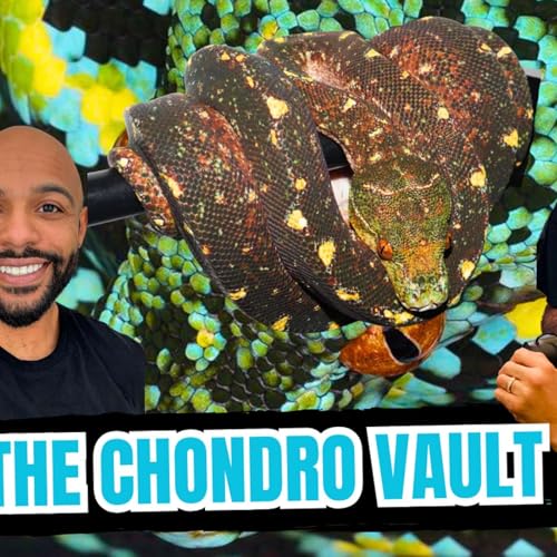 The Hardest Thing About Producing Green Tree Pythons | All In The Tree Tuesday Live Podcast Por  arte de portada