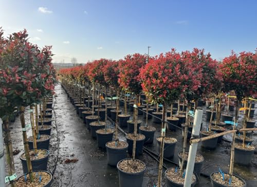 Glanzmispel - Photinia Fraseri Chico auf Stamm 150 cm 20L Winterhart