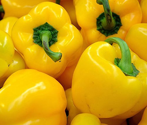 Creative Farmer Vegetable Seeds Terrace Garden Capsicum Yellow Wonder Veg Seeds For Home Garden 20 Seeds Kitchen Garden Seeds Pack (B078R5SSJL) Amazon Price History, Amazon Price Tracker