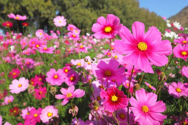PlantaZee Live Pink Cosmos Flower Plant - Suitable for Home/Garden (B09ZV52TVC) Amazon Price History, Amazon Price Tracker