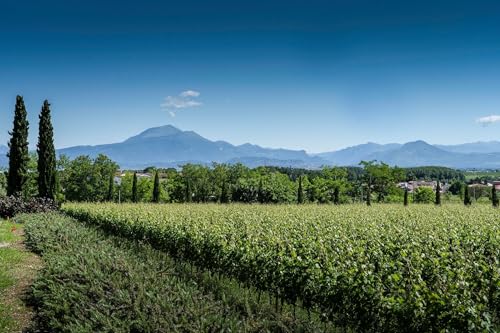 Ottella Lugana DOC trocken, Weisswein aus Italien (1 x 0.75l)