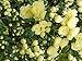 AMDGarden Pianta di ROSA BANKSIAE LUTEA fiore giallo rampicante SENZA SPINE vaso 18 cm