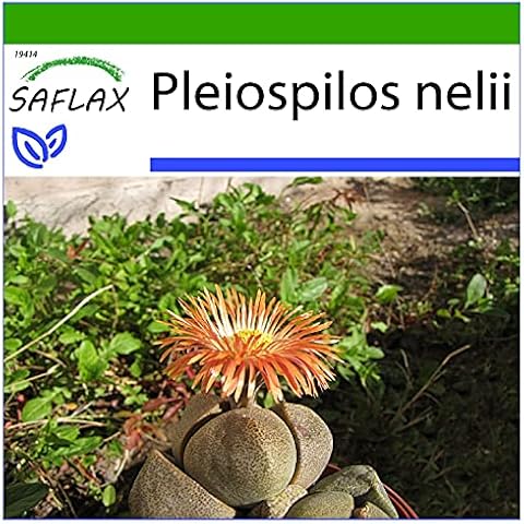 SAFLAX Living Granite Seeds with Soil Cover