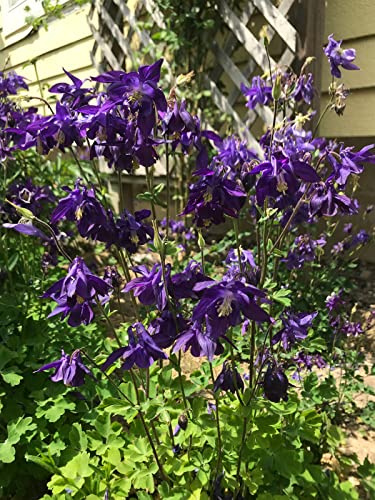 Purple Aquilegia Vulgaris Seeds Blue Columbines Flower 300 Seeds #TOP2
