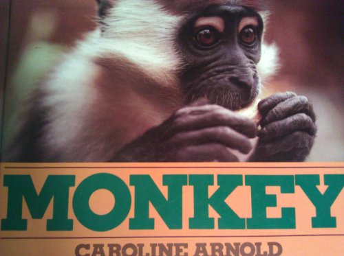 Monkey view 2
