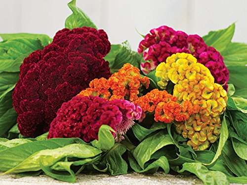 Cockscomb Flower Seeds (1 Packet Of Cockscomb) Pack of (AVG 50-80) Seeds x 1 Per Packet-picture-20