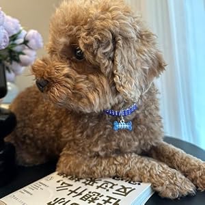 Rhinestone-Pet-Collar-Sparkling-3-Rows-Crystal-Diamond-Dog-Collars-Adjustable-Rhinestones-Wedding-Collar-Puppy-Girl-Bling-Necklace-Pendant-Jewelry-for-Small-Medium-Large-Pets-Cats-DogsA-BlueL - Cucciolini Doodles   Rhinestone-Pet-Collar-Sparkling-3-Rows-Crystal-Diamond-Dog-Collars-Adjustable-Rhinestones-Wedding-Collar-Puppy-Girl-Bling-Necklace-Pendant-Jewelry-for-Small-Medium-Large-Pets-Cats-DogsA-BlueL