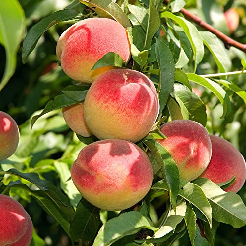 Bonanza Peach Seeds Large Fruit Sweet Delicious Flavor Juicy Ornamental Self-Pollinating Patio Container Garden Indoor Outdoor 10Pcs Fruit Tree Seeds By Yegaol Garden #TOP4
