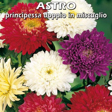 ASTRO Principessa doppia in miscuglio - SEMI DA