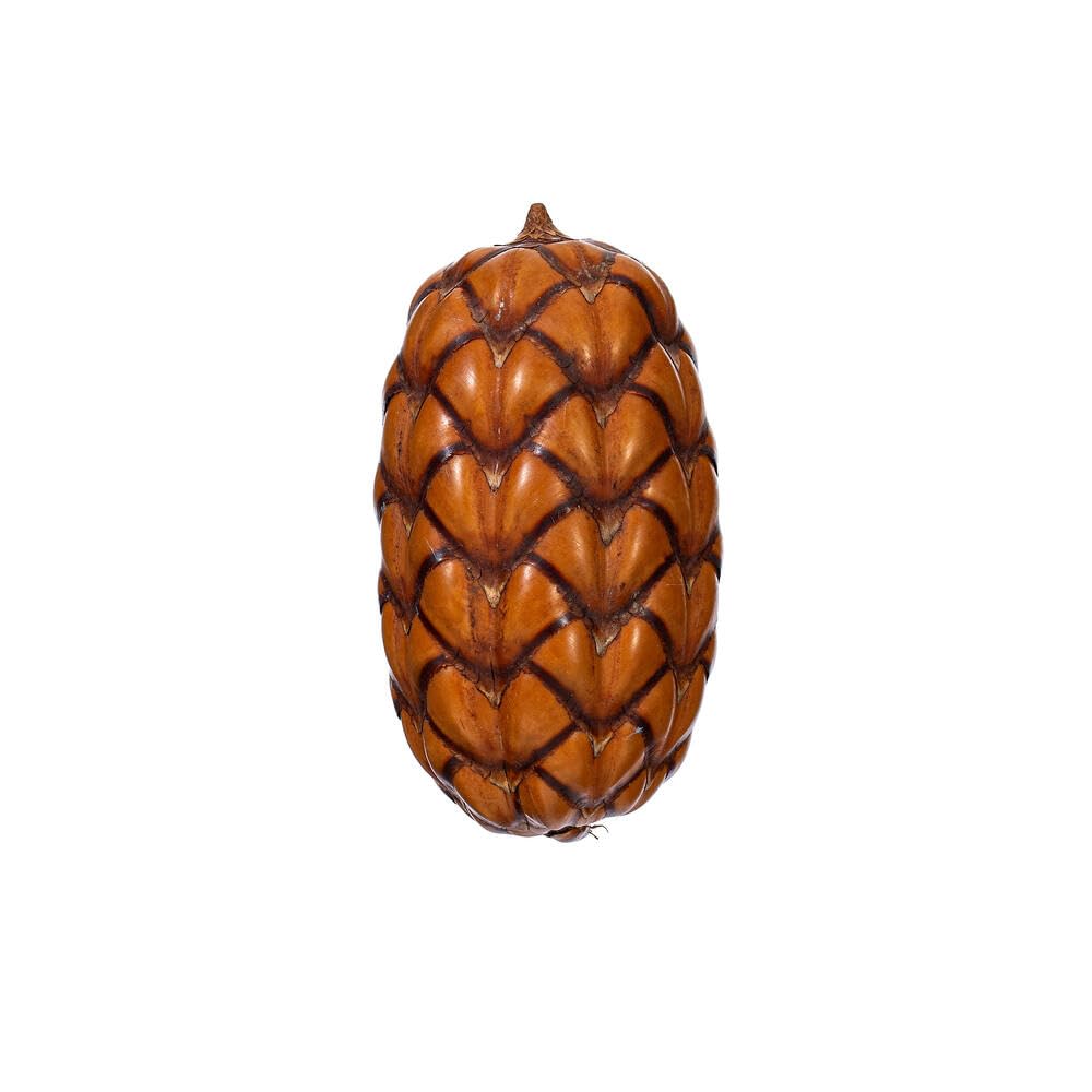 Vickerman2"-3" Natural Uxi Pod, 24 per Bag.