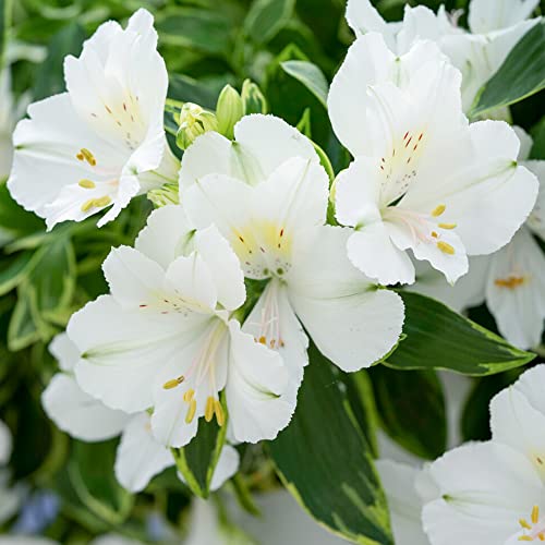 Alstroemeria Colorita Claressa | Peruvian Lily | Outdoor Flowering Garden Perennial with Showy Flowers in Plant Pot (20-30cm Incl. Pot)