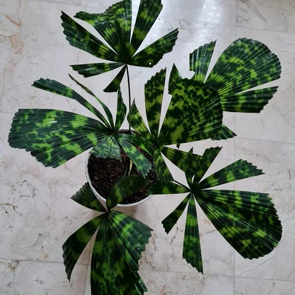 Rare Variegated Licuala Kalimantan Mottled Palm seeds
