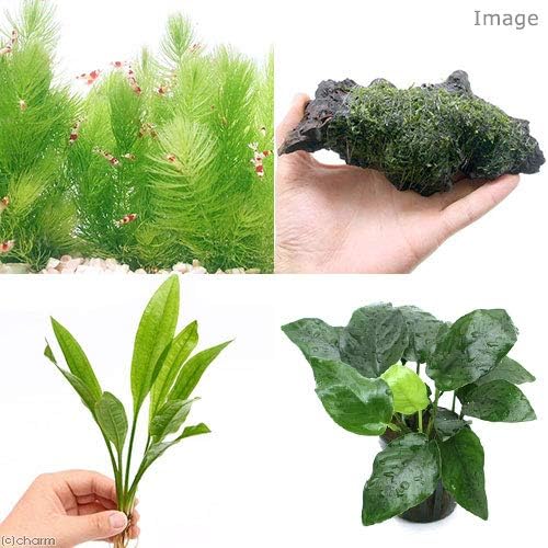 Amazon 水草 メダカ用水草セット ４種 １パック めだか 北海道航空便要保温 Charm チャーム 観賞魚 水中生物 通販