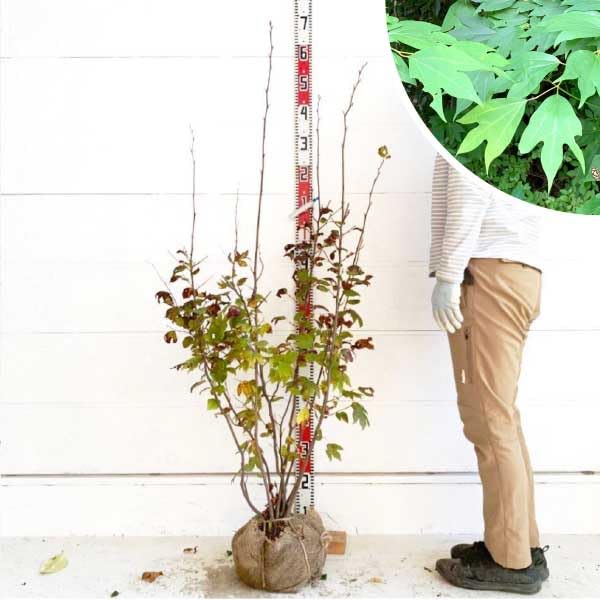 Amazon.co.jp: ［生産者直送］シロモジ 樹高約1.3m 落葉樹 紅葉 : DIY