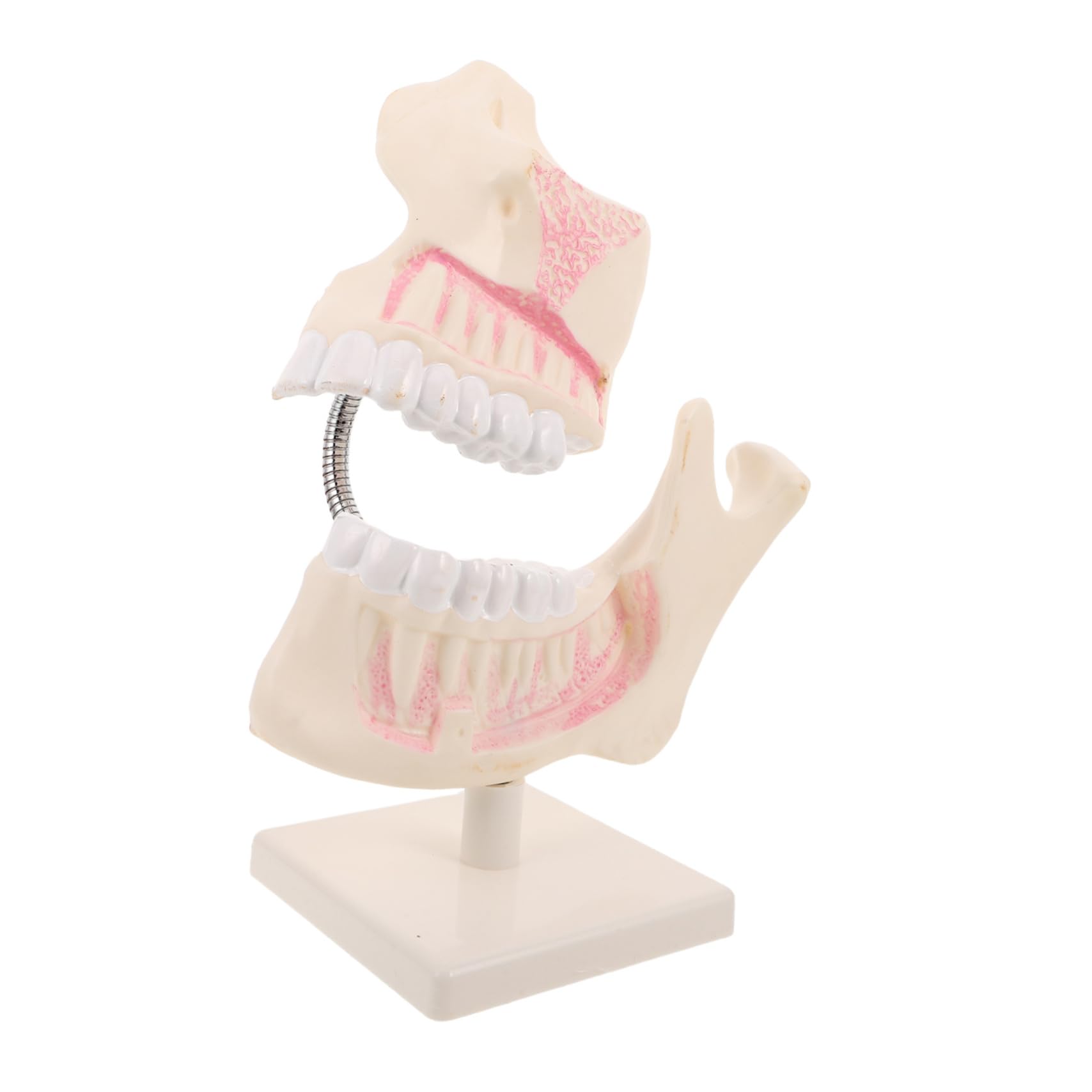 PRETYZOOM Modello di Denti in Plastica per Studio Odontoiatrico Modello Typodont per Pratica Denti Finti per Apprendimento Orale