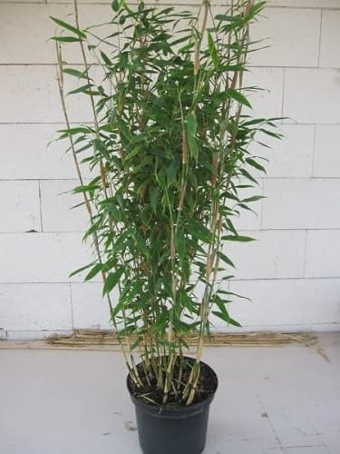 Fargesia robusta Campbell® - robuster Heckenbambus 80-100 cm Verpackungseinheit 1