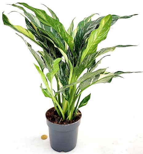 POWERS TO FLOWERS - SPATIFILIUM VARIEGATO, VASO 14 CM DIAMETRO, SPATIFILLO, pianta vera