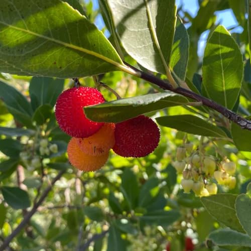 Madroño, perenne resistente - semillas resistentes para balcón jardín del balcón - Serie 5pcs