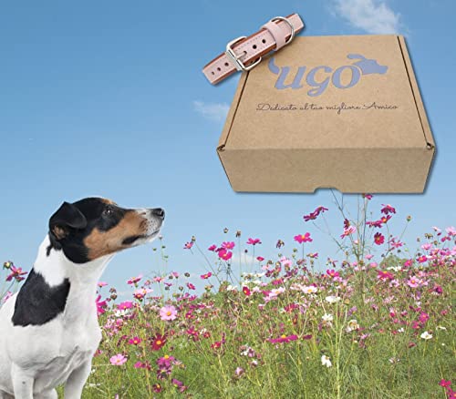 Ugo Collare per cane in vera pelle fatto a mano in...