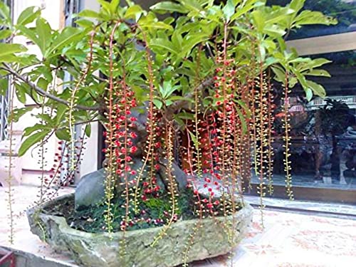 SHOP 360 GARDEN Barringtonia Acutangula, Freshwater Mangrove, Saundra phal, Indian Oak Seeds - Pack of 10 Seeds