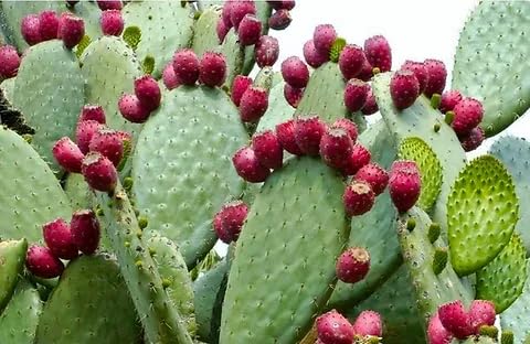 Spineles 3 Pads Thornless Edible Nopales Prickly Pear Cactus Opuntia Cacanapa Succulents Cutting Planting by Exotic-Succulent-Collection