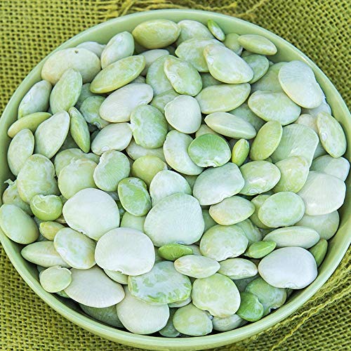 Fordhook Lima Bean Seeds - 100 Count Seed Pack - Consistent Performer in Vegetable Gardens -Country Creek LLC