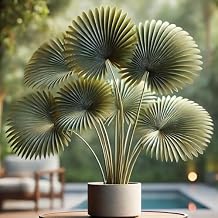 Seeds Chinese Fan Palm/Livistona chinensis/Indoor/Perennial Tree