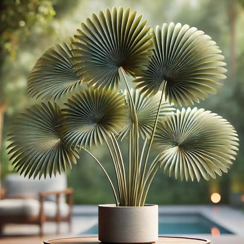 22Day Seeds Chinese Fan Palm Livistona Chinensis