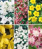 BALDUR Garten 6er 5 Meter Blüh-Hecken-Kollektion, Blütenhecke, Pflanzen im 13 cm-Topf, bienenfreundlich (außer Forsythie), Forsythie, Weigelie, Jasmin, Deutzie, Potentilla, Spirea, winterhart