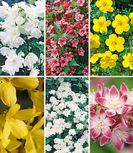 BALDUR Garten 6er 5 Meter Blüh-Hecken-Kollektion, Blütenhecke, Pflanzen im 13 cm-Topf, bienenfreundlich (außer Forsythie), Forsythie, Weigelie, Jasmin, Deutzie, Potentilla, Spirea, winterhart