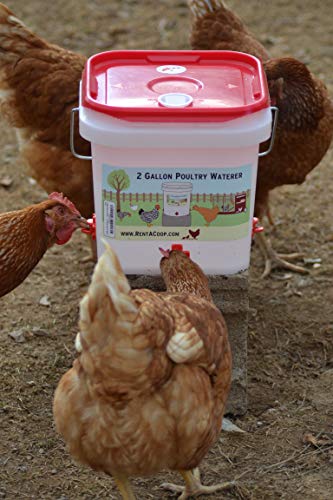2 Gallon Chicken Waterer - Horizontal Nipple Setup (Center Placement) #TOP1