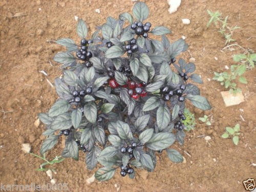 (1000) Black Pearl HOT Pepper SEEDSWHOLESALE