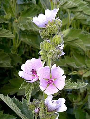 Miniatura 4 de Planta de malvavisco común Althaea officinalis Semillas para plantar más de 100 semillas sin OMG
