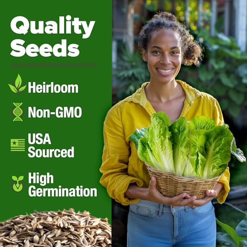 Image of HOME GROWN Parris Island Romaine Lettuce Seeds 7000+ Bulk Pack Heirloom Non-GMO, High Germination, Crisp Cos Lettuce for Planting, Indoor Outdoor Hydroponic Garden, Slow to Bolt (Lactuca Sativa)