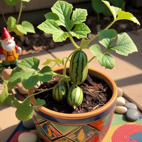 Image of BlimBurn Cucamelon Mini Watermelon Organic Seeds - 50 Seeds, Easy Grow, Unique Variety