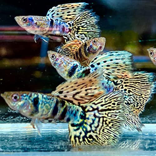 D&A Tropical Live Fish Tiger King Cobra Guppy Trio