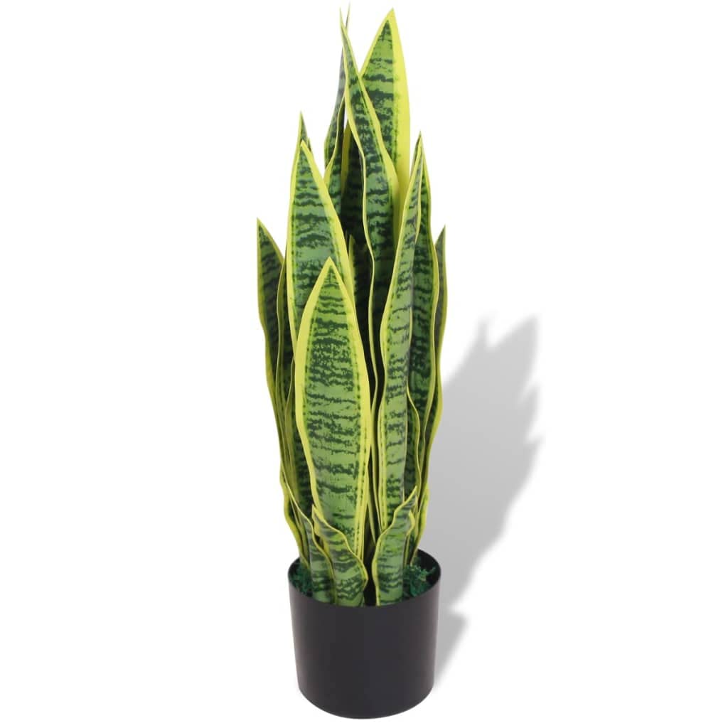sansevieria birds nest Bird's Nest Snake Plant  mj.cultivates