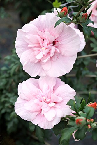 Hibiskus-Pflanze floranza.de Hibiskus rosa Blüte Roseneibisch