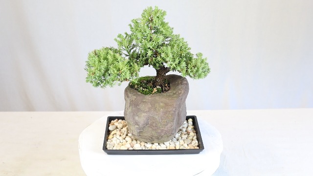 Amazon.com: Brussel's Bonsai - Live Green Mound Juniper Bonsai Tree with  Rock Pot and Bonsai Tray, Outdoor Bonsai Tree Live Plant, 5 Years Old, 6-10  Inches Tall, Easy Care Bonsai for Patio