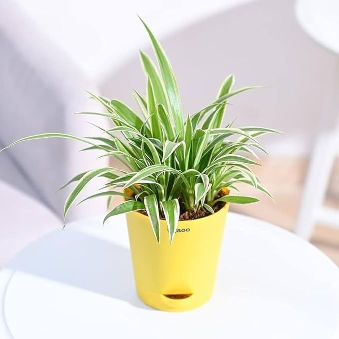 Live Spider Plant For Indoor Or For Decorating Home without pot (Pack Of 1) (B0CPVS4T38) Amazon Price History, Amazon Price Tracker