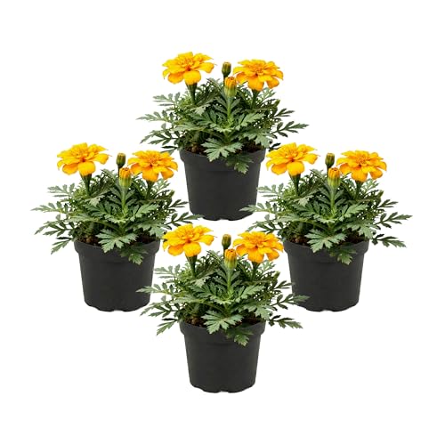 Live Flowering Marigold - Durango Yellow (4 Per Pack) Beautiful Spring Color 8 Tall by 4 Wide in 1 Pt Pot