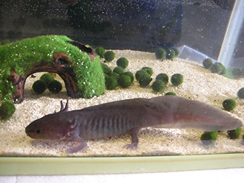 ウーパールーパー まとめ売り 楽天市場】アウトレット品 オクトジャパン ゼニス