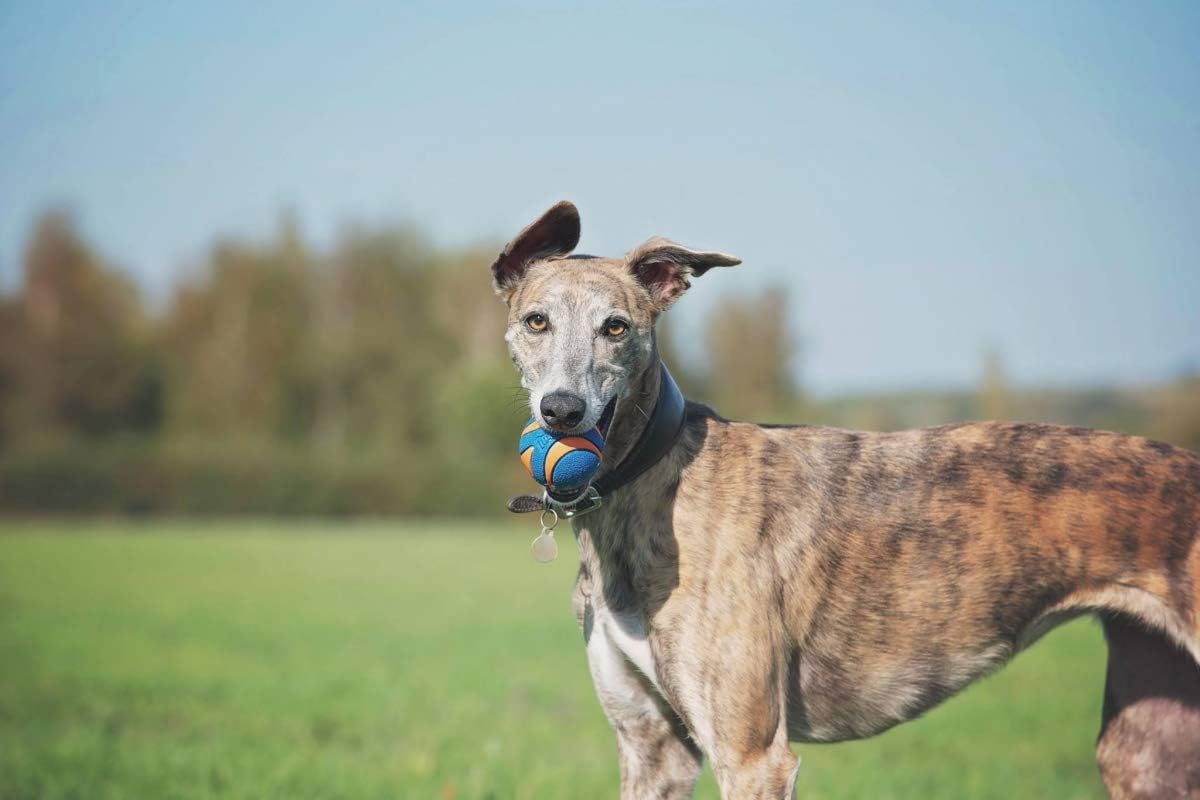 chuckit squeaker ball medium