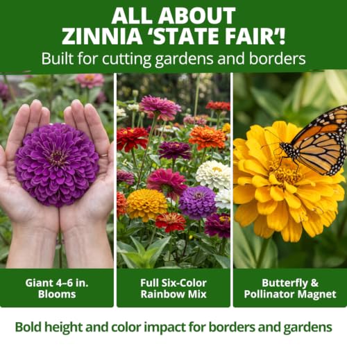 Image of HOME GROWN State Fair Zinnia Seeds, 600 Seeds, Zinnia elegans